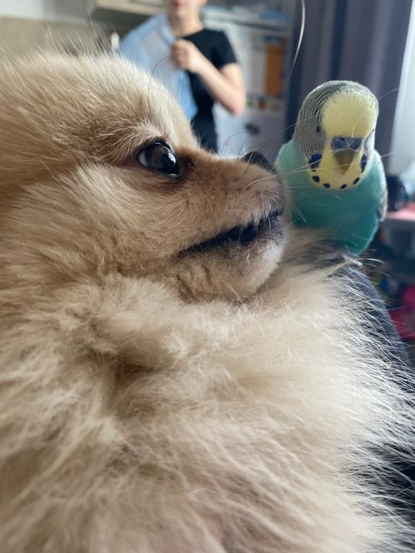 Family enjoys morning playtime with pet budgerigars