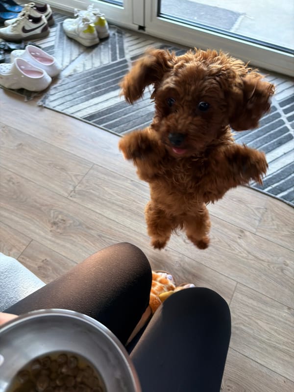 Playful poodle mix doing its thing around a Sofia apartment