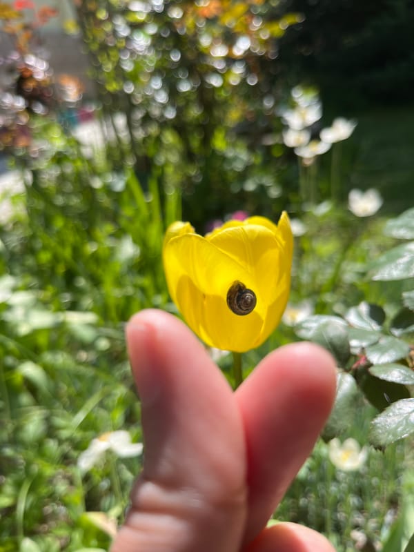 Snail found inside blooming yellow tulip in Bulgarian garden
