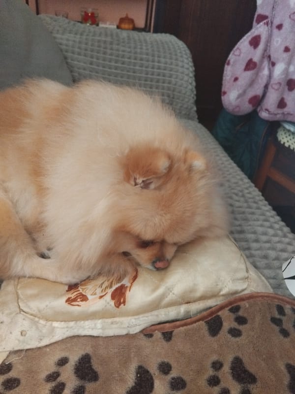 Pomeranian dog sleeps peacefully on bedding in Apriltsi, Bulgaria
