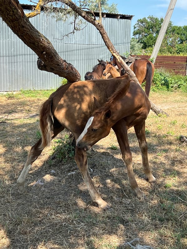 Morning at a Ukrainian horse farm, foals and rides included