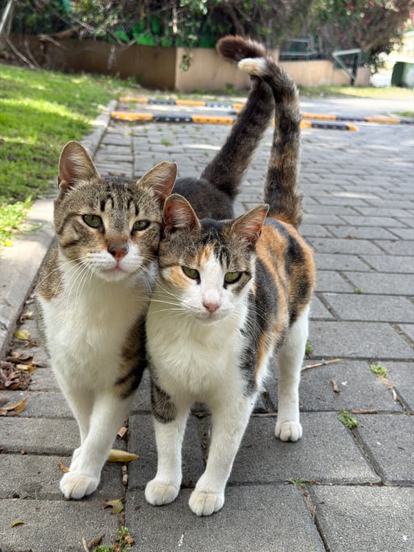 Multiple cats spotted lounging on Bat Yam sidewalks