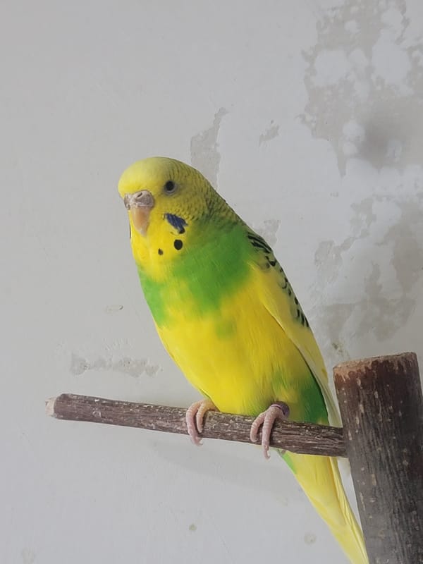 Two budgerigars, different color variations, up close