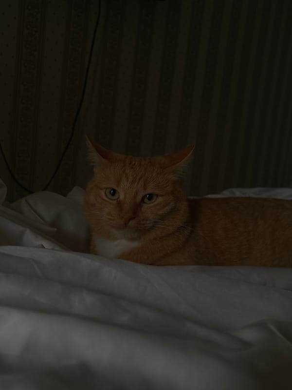 Two cats chilling on a bed late at night