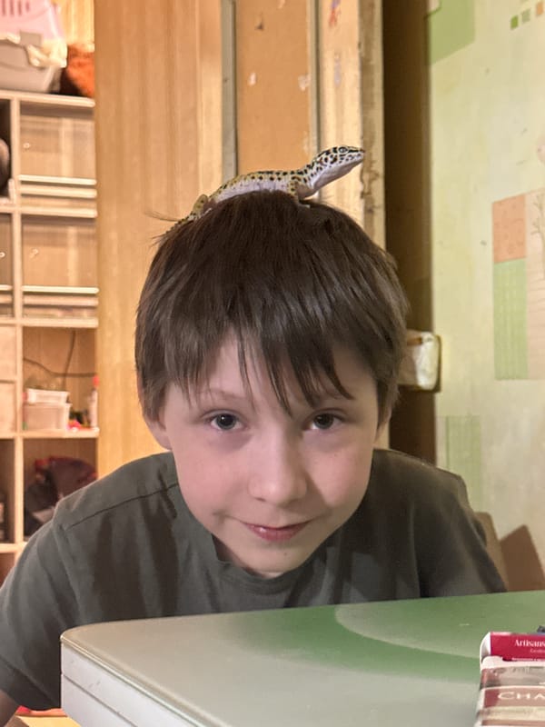 Boy plays with pet leopard gecko in Moscow home