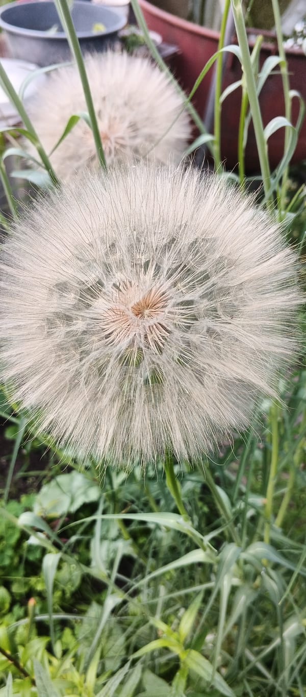 Backyard life in Smila: a dog, some cats, and garden details