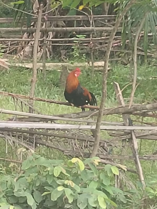 A rural Meunyepayong homestead in full growing season