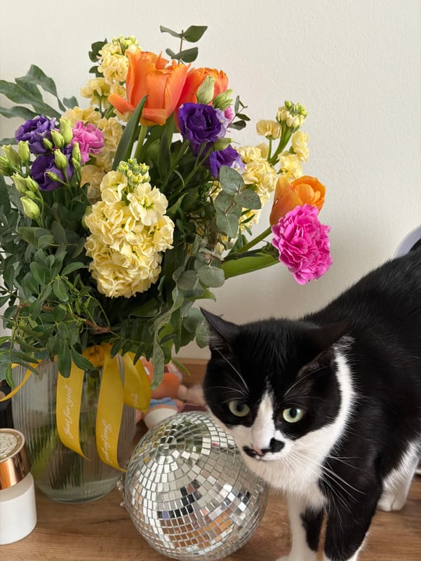 Cat explores flower bouquet in Belgrade home