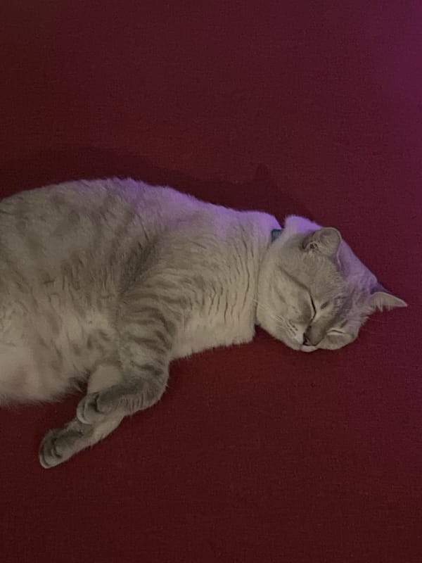 Cat sleeps peacefully on red furniture surface