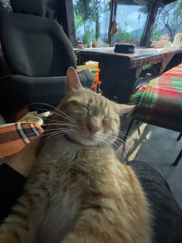 Orange tabby cat resting and grooming indoors in Bulgaria