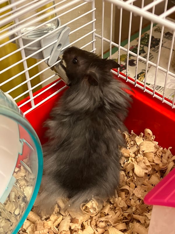 Hamster drinks and explores its cage