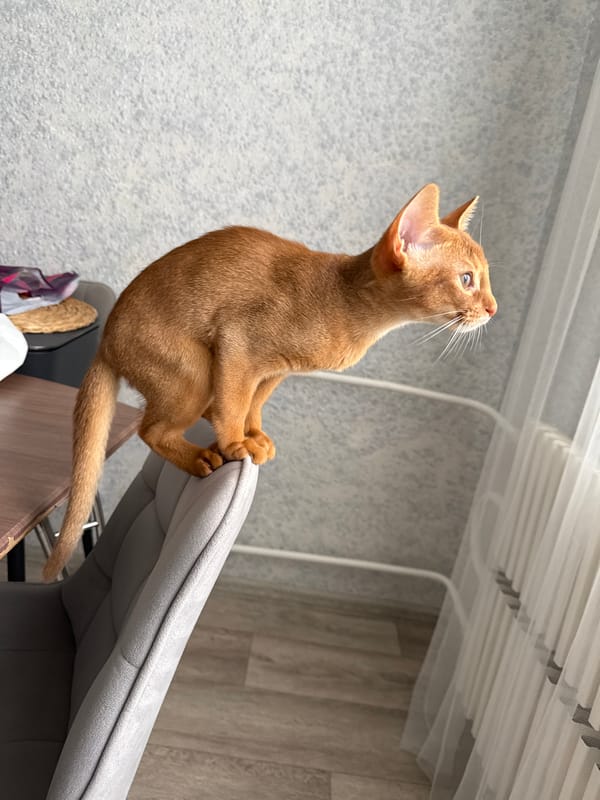 Ginger cat at home in Stary Oskol, on chair and windowsill