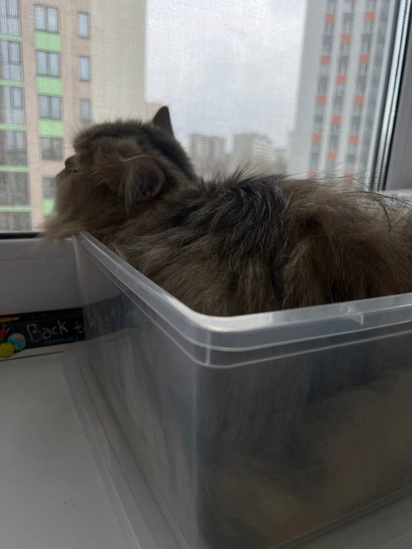 Cat sits in container by window in Yekaterinburg