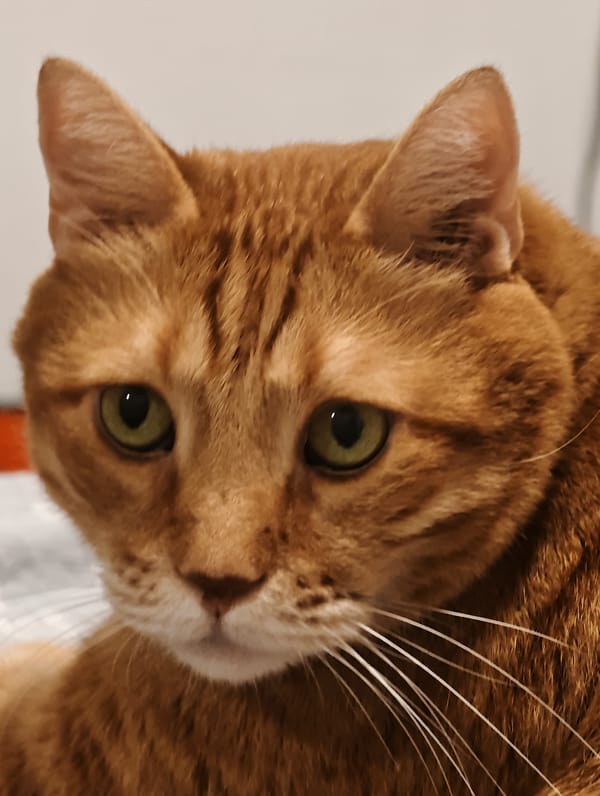 Orange tabby cat and black dog photographed at home in Petah Tikva