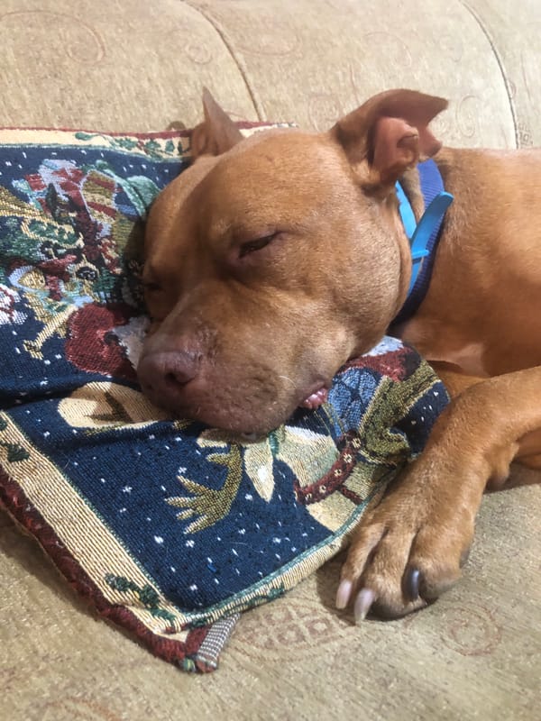 Pit bull snoozing on a blanket in Sofia
