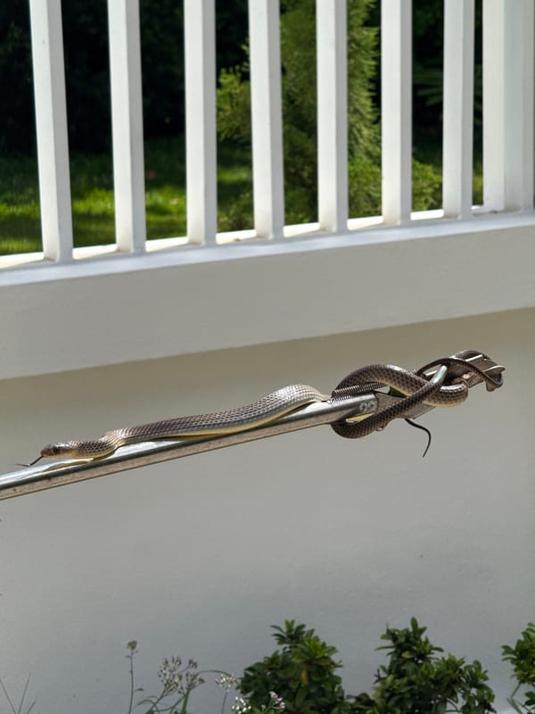 Two snakes handled on a pole at a Ko Samui residence