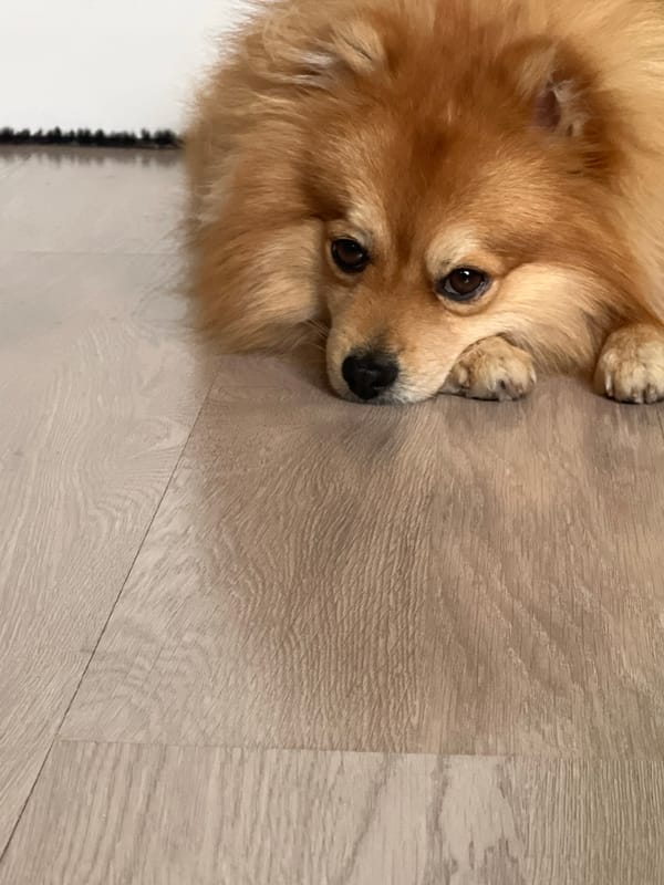 Pomeranian dog rests on wooden floor in Lozen, Bulgaria