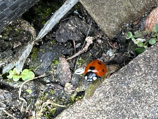 Ladybug spotted resting on plant near concrete surface