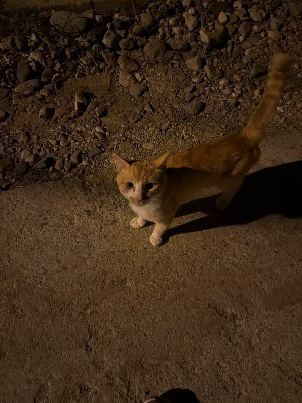 Ginger cat and full moon, one evening in Pavel Banya