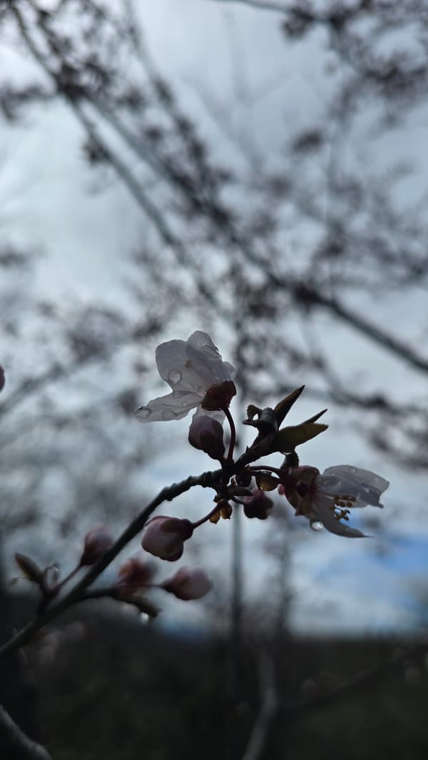 Spring morning scenes captured in Izvorche, Bulgaria