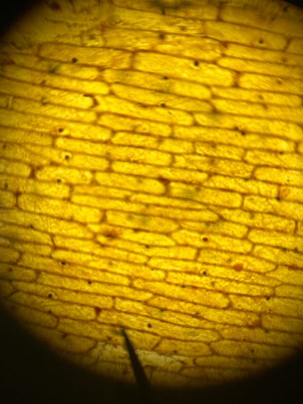 Plant Cell Microscopy Images Captured in Karlovo Laboratory