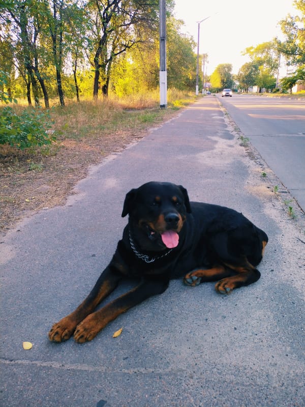 Rottweiler and park flora, golden afternoon in Horishni Plavni
