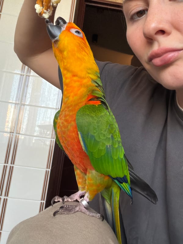 Sun conure parrots interact with families in Moscow area