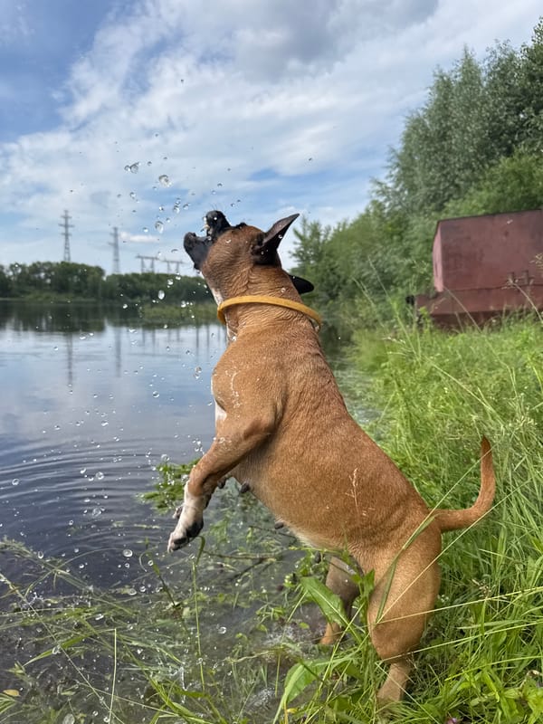 Dog and owner enjoy a lazy swim day on the Kama River