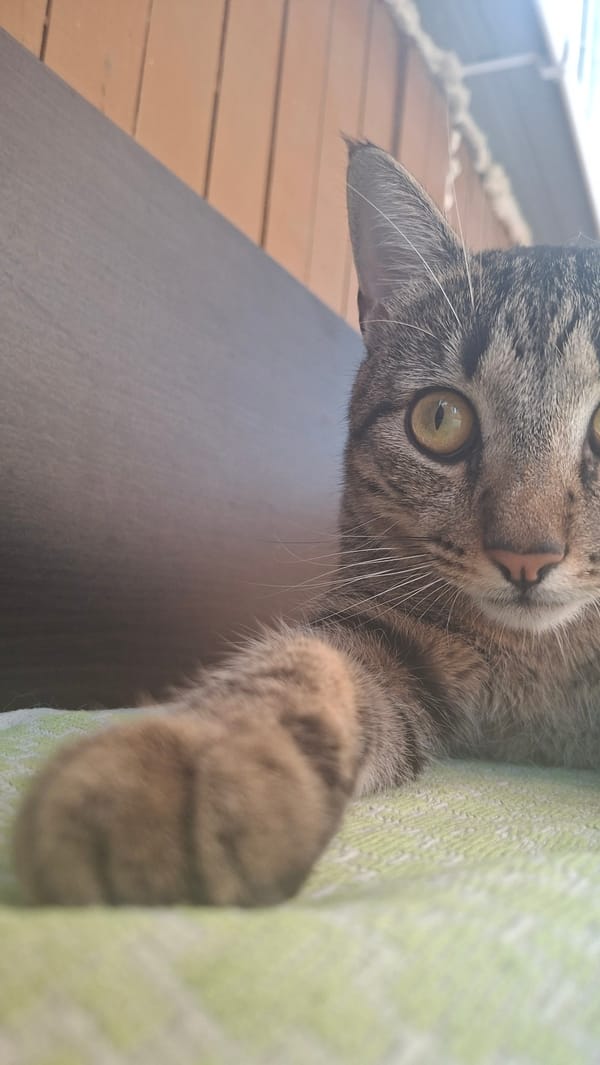 Domestic cats observed in rural Belarus homes during morning