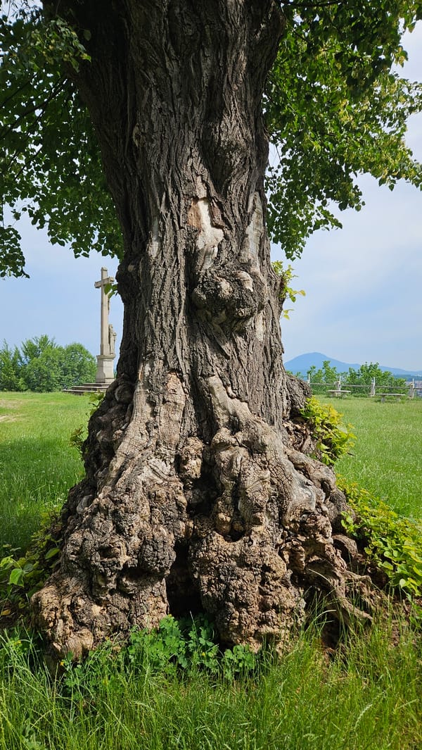 Inside a historic overgrown cemetery in Prešov, Slovakia