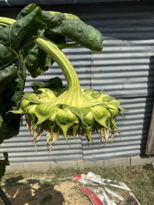 Tbilisi backyard in summer: fruit, flowers, and everyday objects