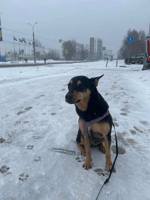 Woman takes snowy selfie in Izhevsk street scene