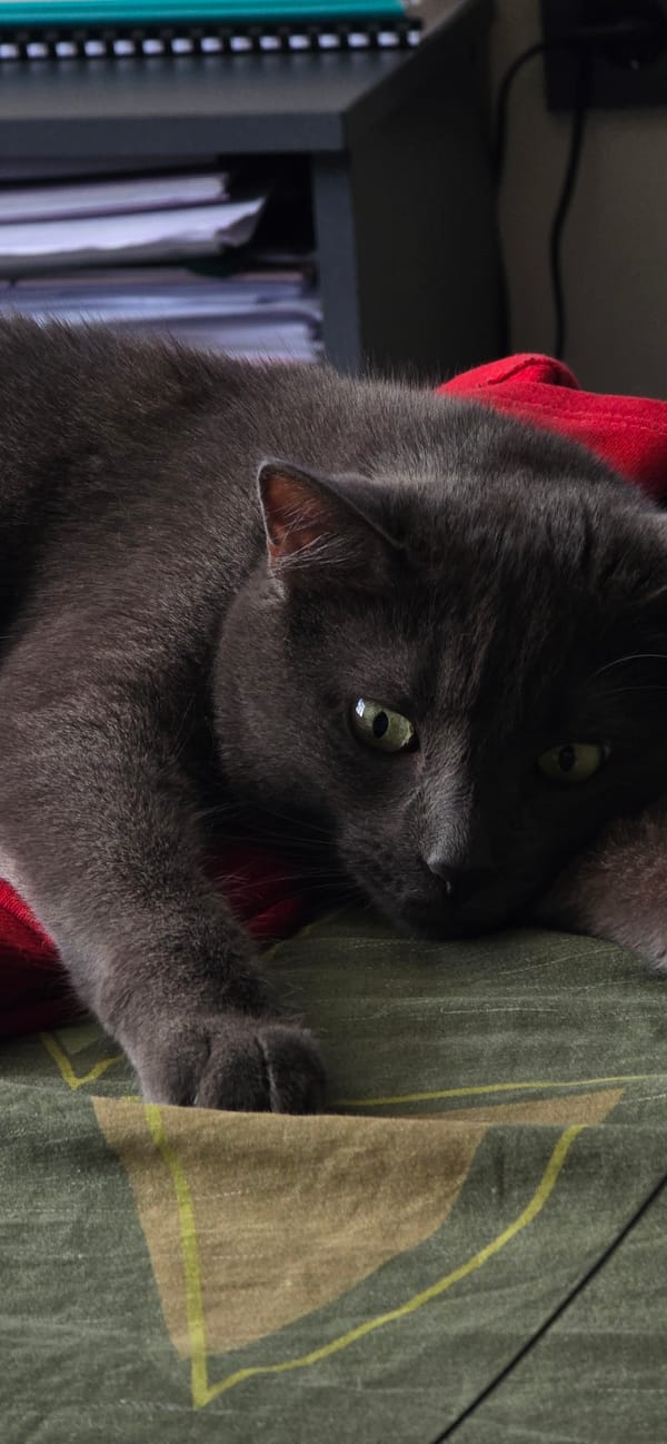 Gray cat rests and grooms on bed in Bulgaria