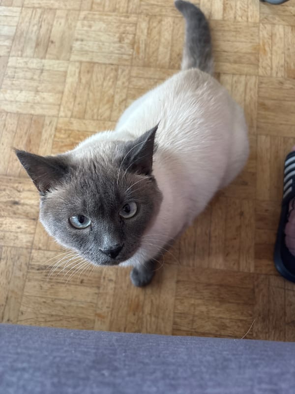 Person plays with Siamese cat in Antwerp home
