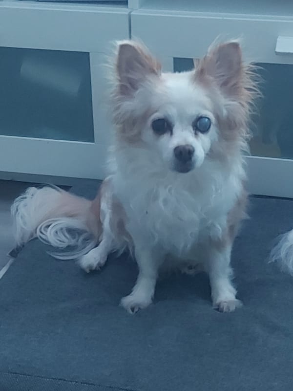 Two pets photographed moments apart in Figueira da Foz