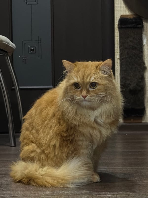 Domestic scenes and nighttime streets captured in Penza, Russia