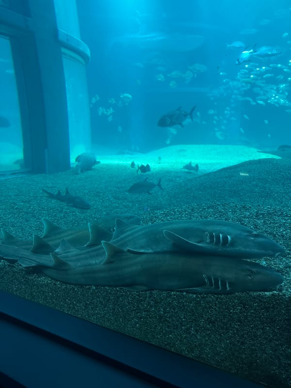 Morning aquarium visit documented in Osaka, Japan