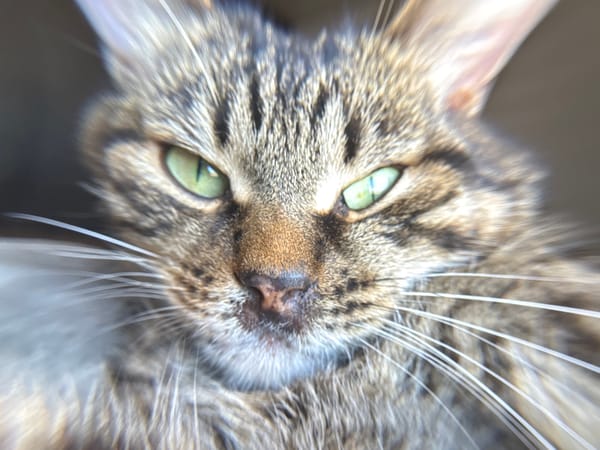 Tabby cat photographed resting on cushion in Chernushka, Russia