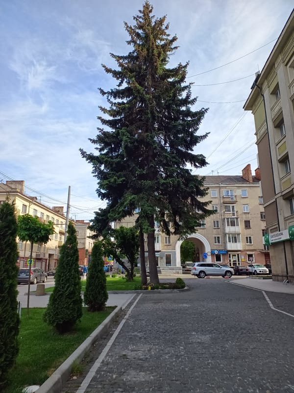 Street trees and sidewalks documented in Ternopil, Ukraine