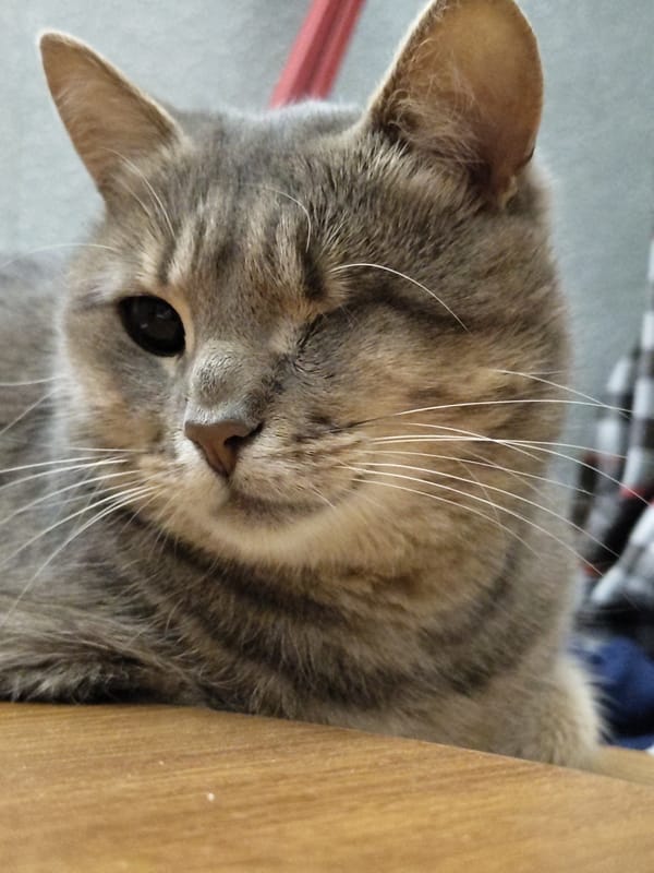 Gray tabby cat caught mid-lounge, one eye open