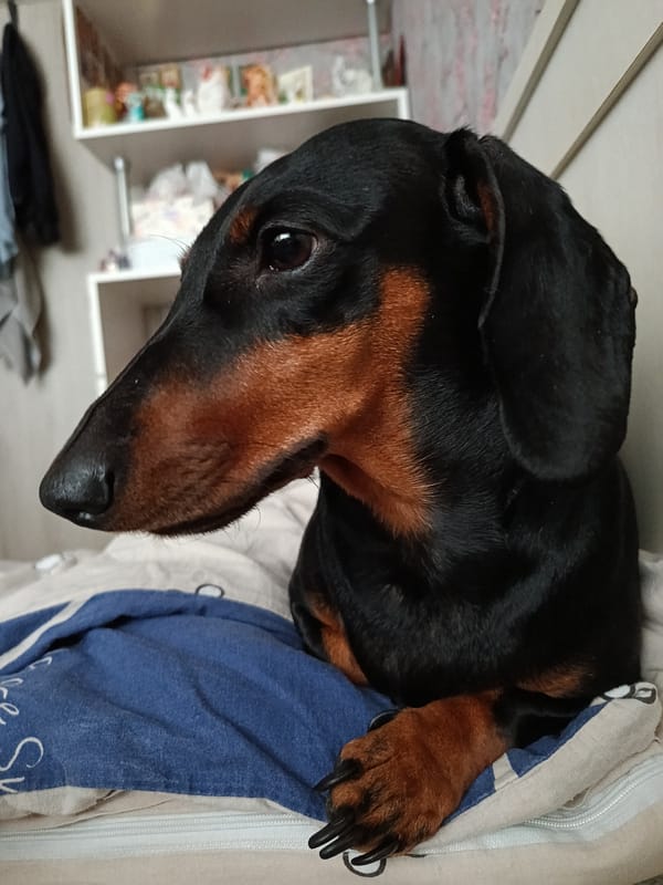 Cats and dachshunds at home in Saint Petersburg