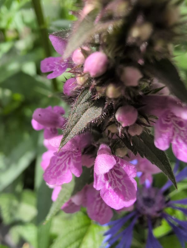 Garden macro photography session in Saint Petersburg, July morning