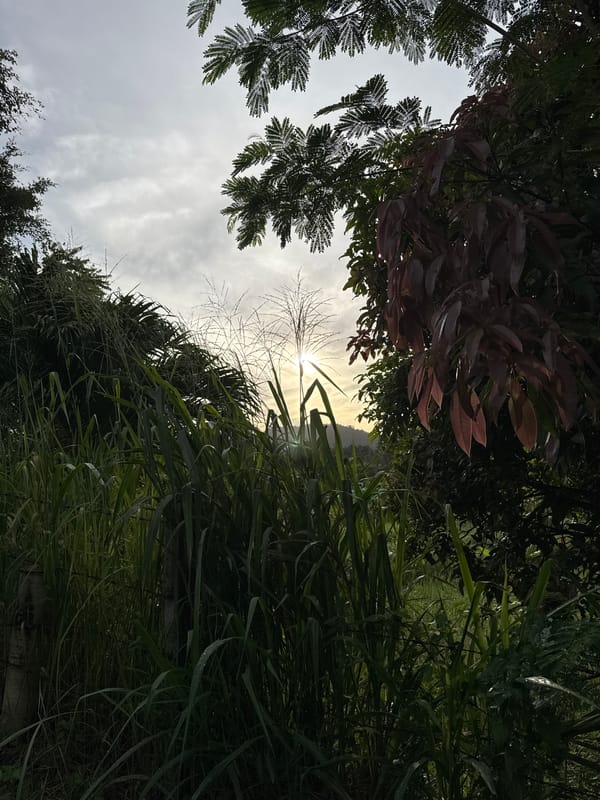 Pets, palms, and backyard life in a Kathu neighborhood