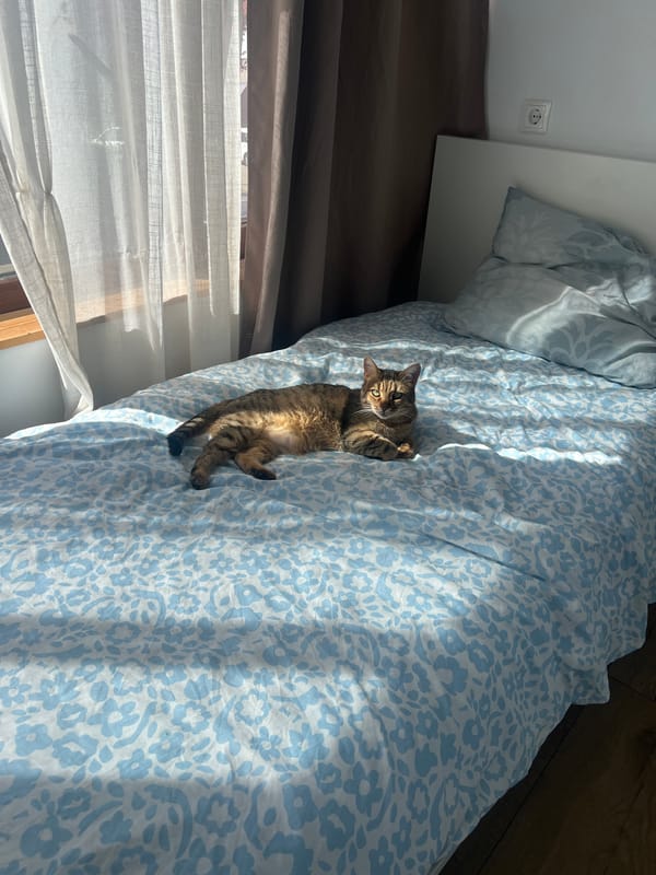 Tabby cat enjoys lazy morning on floral bedding in Beverwijk