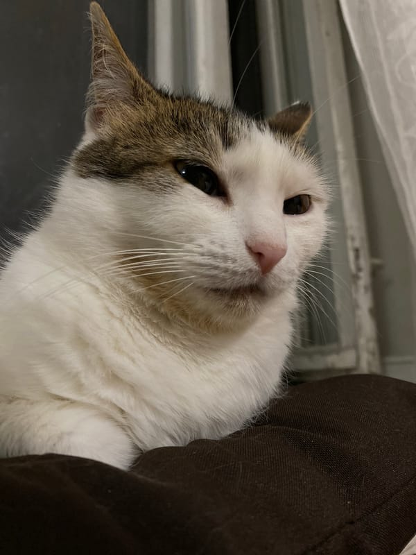 Two cats at home: a calico on cushions and a one-eyed tabby on the floor