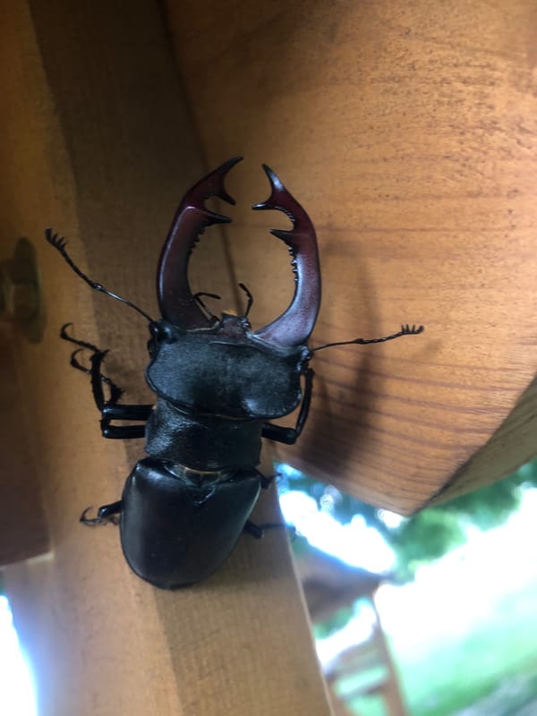 Stag beetle with striking mandibles rests on weathered wood