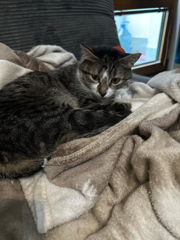 Tabby cat rests peacefully in blankets in Sofia home