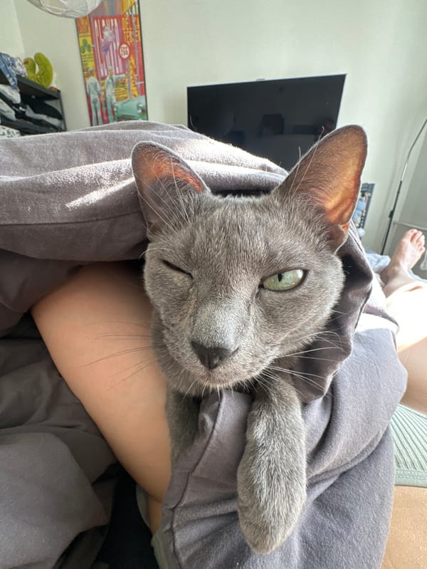 Grey cat spotted winking while wrapped in fabric, Moscow