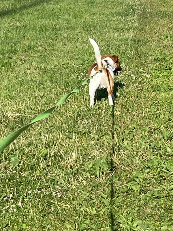Jack Russell Terrier on a summer walk in Saint Petersburg park
