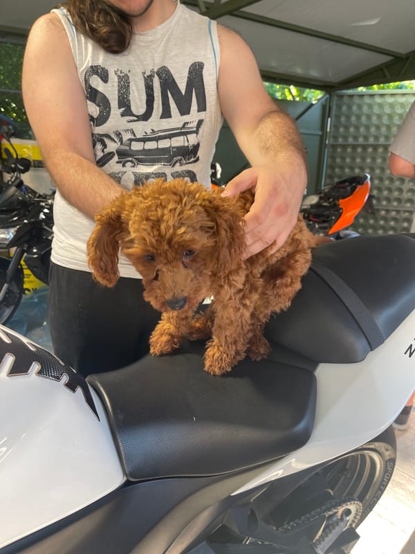 Sofia resident spends evening with puppy in motorcycle garage
